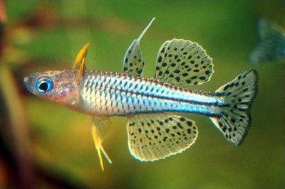 Псевдомугил Гертруды