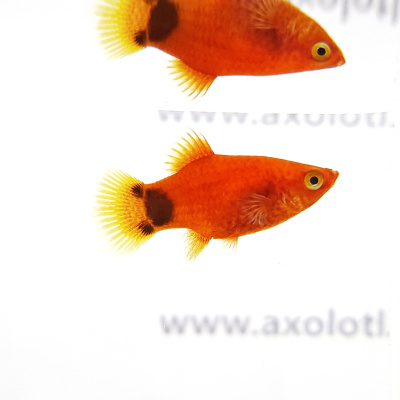 Пецилия Микки Маус Красный