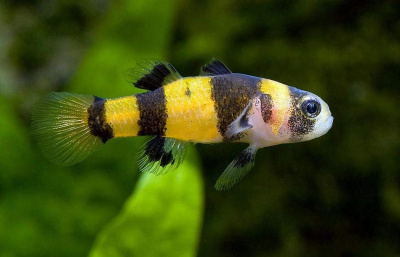 Бычок Пчёлка Brachygobius doriae