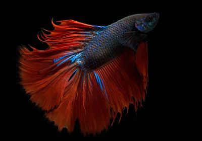 Петушок Халфмун Саламандра (самец)