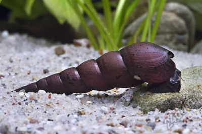 Улитка Тиломелания Шип Дьявола