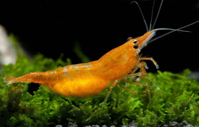 Креветка Вишня Оранжевая  Neoncardina sp.