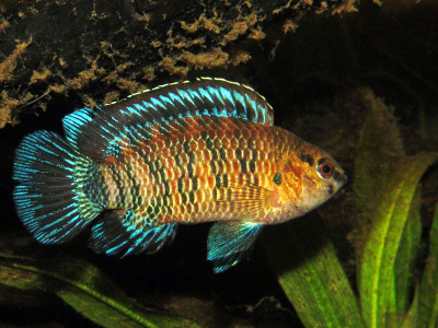 Бадис Бадис (рыба-Хамелеон) Badis badis