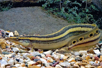 Угорь Макрогнатус Глазчатый