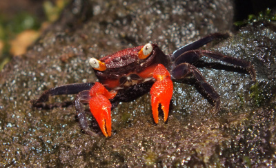 Краб Вампир  Geosesarma sp.