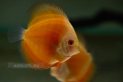 Дискус Мальборо Красный  Symphysodon