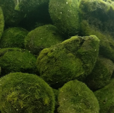 Кладофора 2-ой сорт