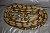 Python reticulatus