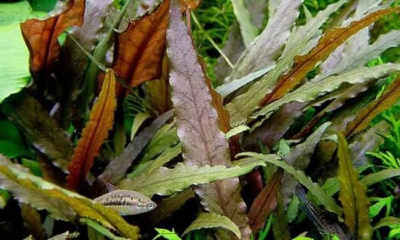 Криптокорина Петча, с грузом