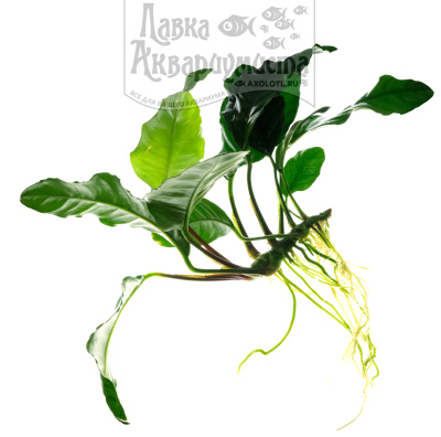 Анубиас Бартера Кофейнолистный, шт