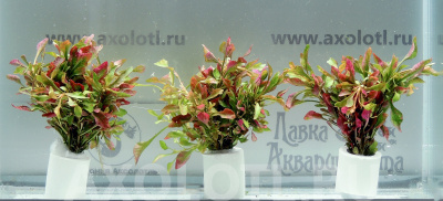Альтернантера Бетзикиана красная, с грузом