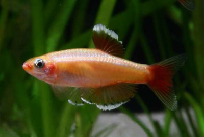 Кардинал Золотой Tanichthus albonubes