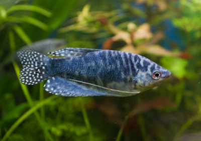 Гурами Мраморный, S Trichogaster trichopterus