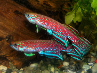 Скриптафисемион Каувети Киндия