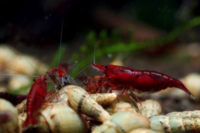 Креветка Кровавая Мэри  Neocaridina palmata