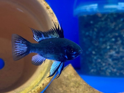 картинка Апистограмма рамирези Голубая Электрик Блю, S от магазина