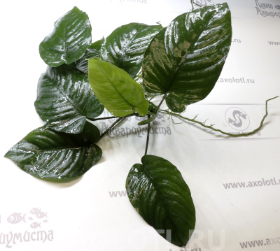 Анубиас Бартера Широколистный, шт