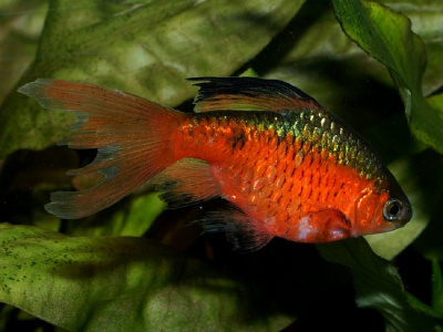Барбус Огненный Вуалевый  Barbus conchonius