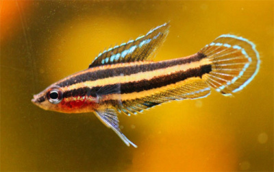 картинка Гурами Лакричный Суматранский от магазина