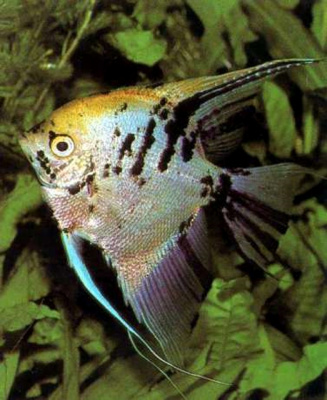 Скалярия Березка, XL