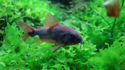 Коридорас Венесуэла Бронзовая Corydoras sp. Black -Venezuela