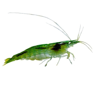 Креветка Вишня Зеленое желе Neocaridina sp.