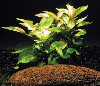 Альтернантера Бетзикиана золотая, с грузом Alternanthera bettzickiana Aurea