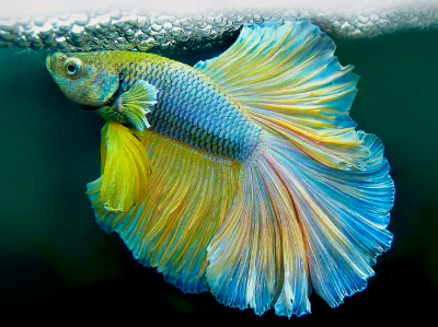 Петушок Халфмун Золотой Топаз (самец)