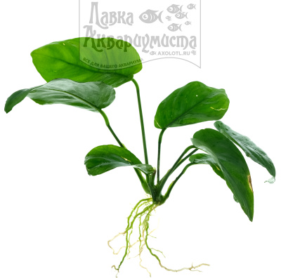 Анубиас Бартера Широколистный, шт