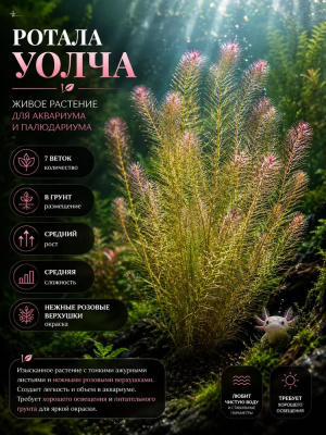 Ротала Уолча, с грузом