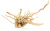DECO NATURE WOOD AZALEA - Натуральный корень азалии для аквариума, террариума, кг DECO NATURE WOOD AZALEA - Натуральный корень азалии для аквариума, террариума, кг