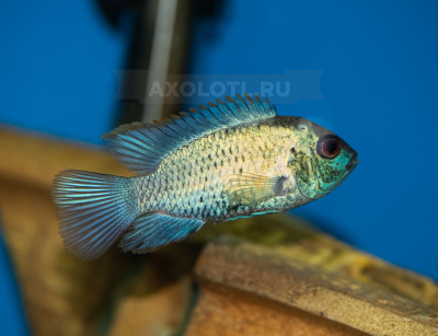 Наннакара Неоновая Электрик Блю Nannacara