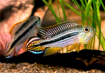 Апистограмма Агассица Тефе Apistogramma agassizii sp.