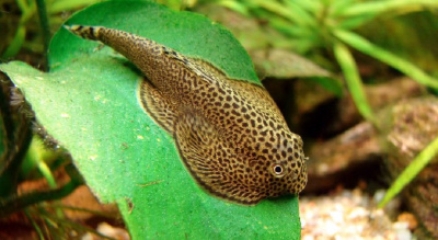 картинка Бефортия от магазина