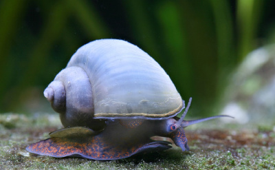 Улитка Ампулярия Голубая