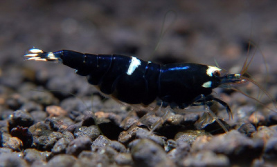 картинка Креветка Black King Kong shrimp от магазина
