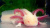 Аксолотль Альбино, L Ambystoma mexicanum