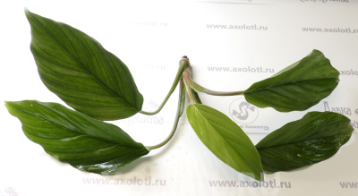Аглаонема Зеленая, шт