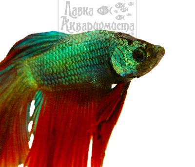 Петушок Халфмун (самец)