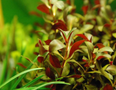 Людвигия Перуанская Даймонд, с грузом Людвигия Перуанская Даймонд, с грузом