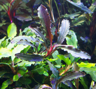 Буцефаландра Годзилла, в горшочке