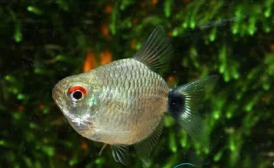 Санта Филомена баллон