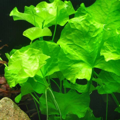 картинка Нимфоидес Флиппер (Тайвань) от магазина