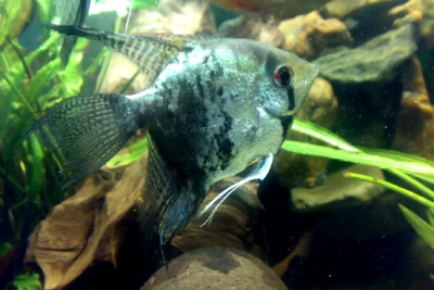 Скалярия Зеленый Леопард, XL