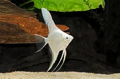 Скалярия Серебряный Диамант, SM