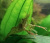 Креветка Макробрахиум Гималайский Macrobrachium sp Nepal Himalayas red claw