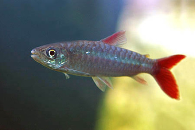 Хальцеус Краснохвостый