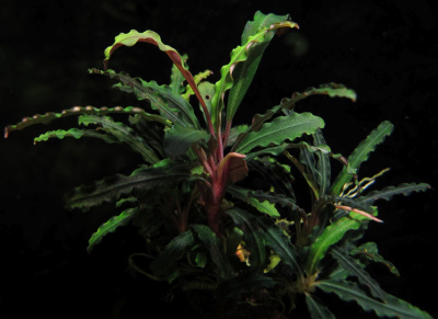 Буцефаландра Вельвет, в горшочке