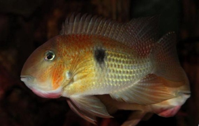 картинка Гвианакара Овроевеффи Гранд Лауссат от магазина