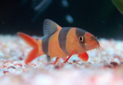 Боция клоун, М Chromobotia macracanthus